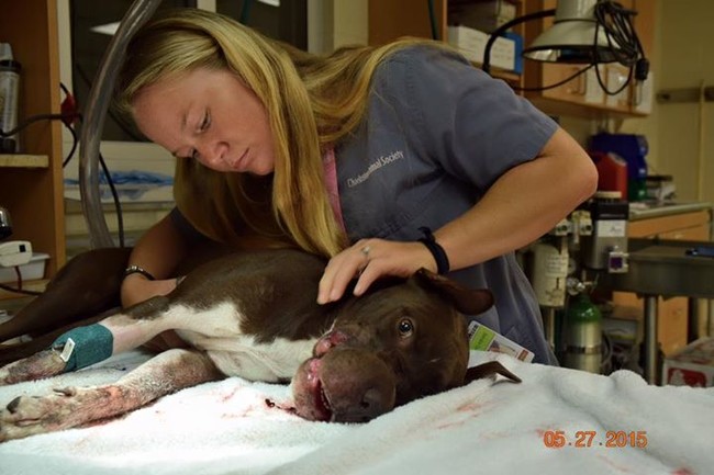 Caitlyn gets examined by one of the Animal Society's team members.