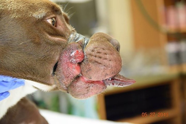 This is Caitlyn right after the tape was removed. Her tongue, seen protruding from her mouth, may have to be partially amputated.