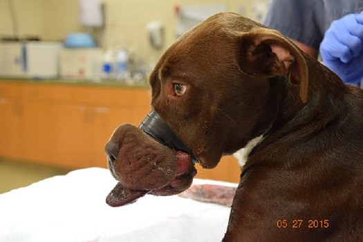 Caitlyn was a well-known, friendly stray in the area. However, some heartless individual apparently saw her as a target, and taped her muzzle shut in a show of abject cruelty.
