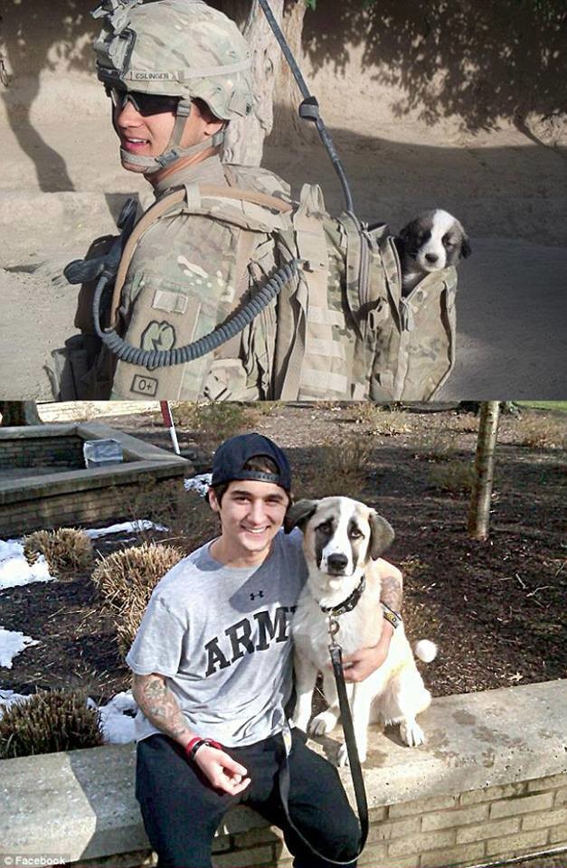 This pup found in combat almost didn