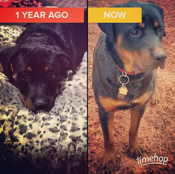 One year later and those puppy dog eyes are...nope, they