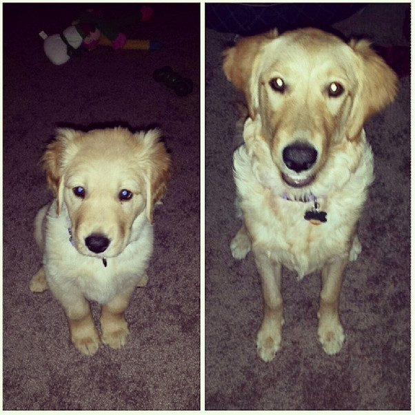 Sometimes it takes a side-by-side picture to realize just how much your little fur baby has grown.