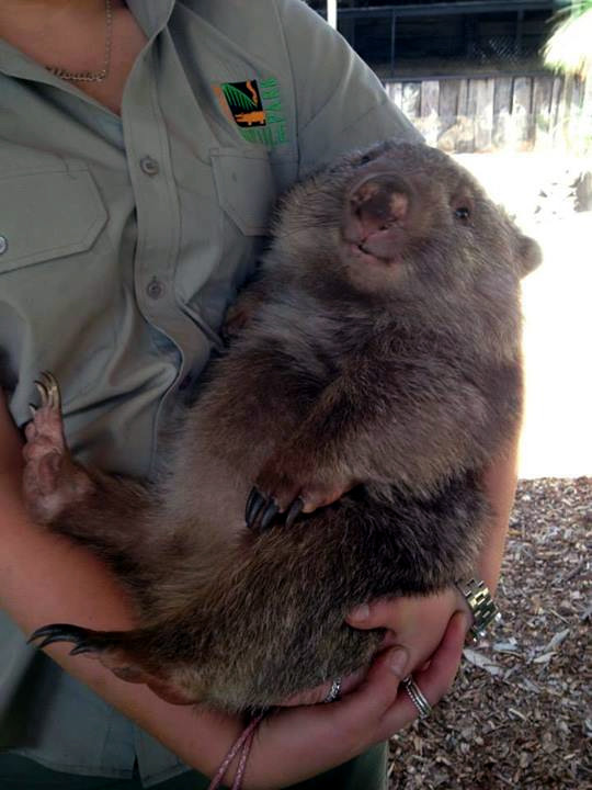A cuddly wombat is the best wombat.