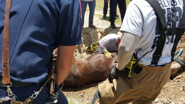 About 15 firefighters were able to hoist the majestic animal out of the four-foot-deep hole with some strategically placed straps.
