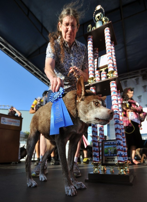 He got first place and a $1,500 price in the 27th Annual World's Ugliest Dog Contest held at the Sonoma-Marin Fairgrounds in Petaluma, California this Friday.