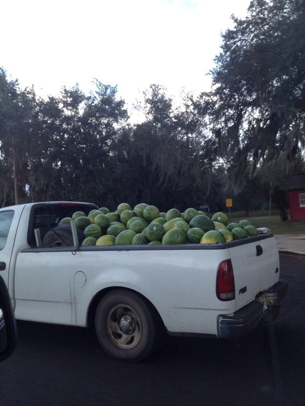 "Rabbi Dan has a trunk full of watermelons. What?"