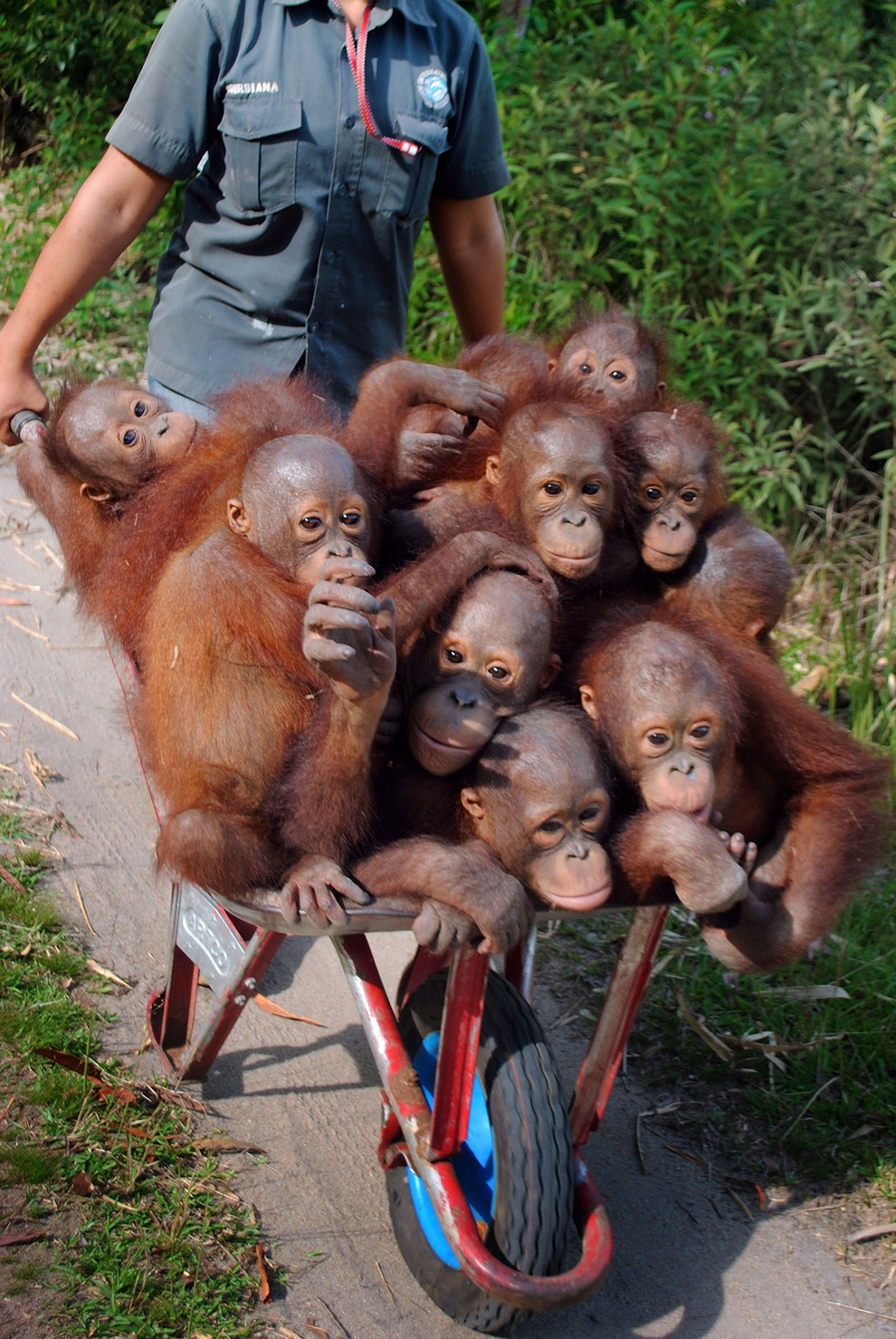 The pictures come from staff at International Animal Rescue at their rehabilitation centre in Ketapang, Borneo.