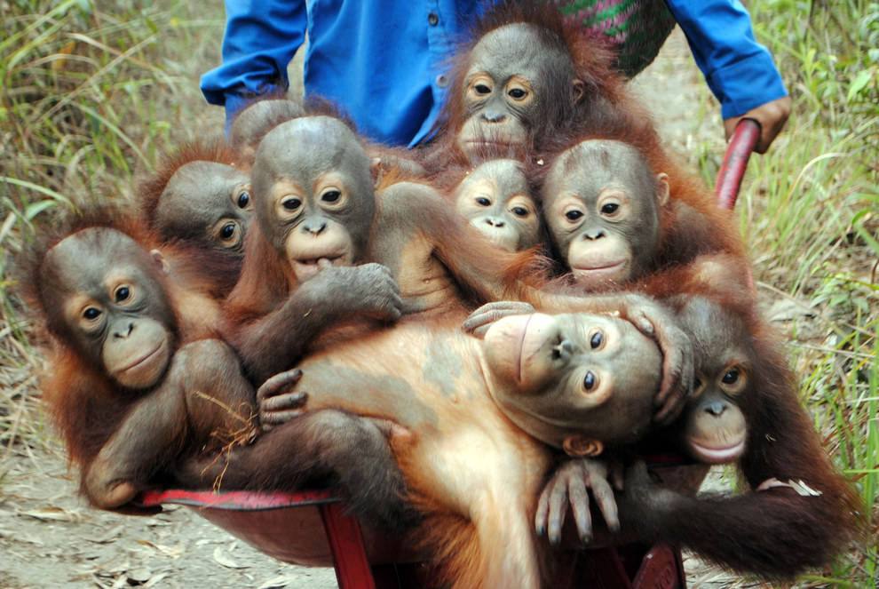 Lis Key, a spokesman for International Animal Rescue, told MailOnline: "Human toddlers often protest at walking any great distance – and orangutans are no different."