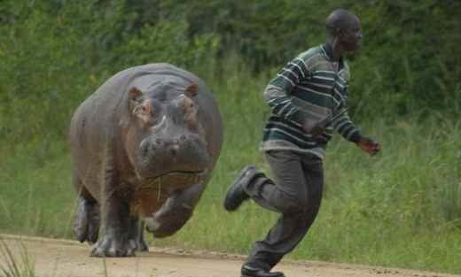 This man, who pissed off the wrong hippo.