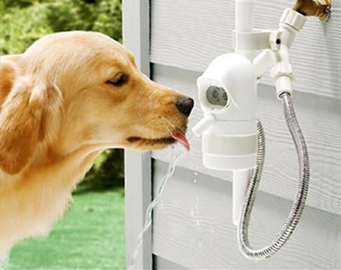 The faucet that waters the dog.
