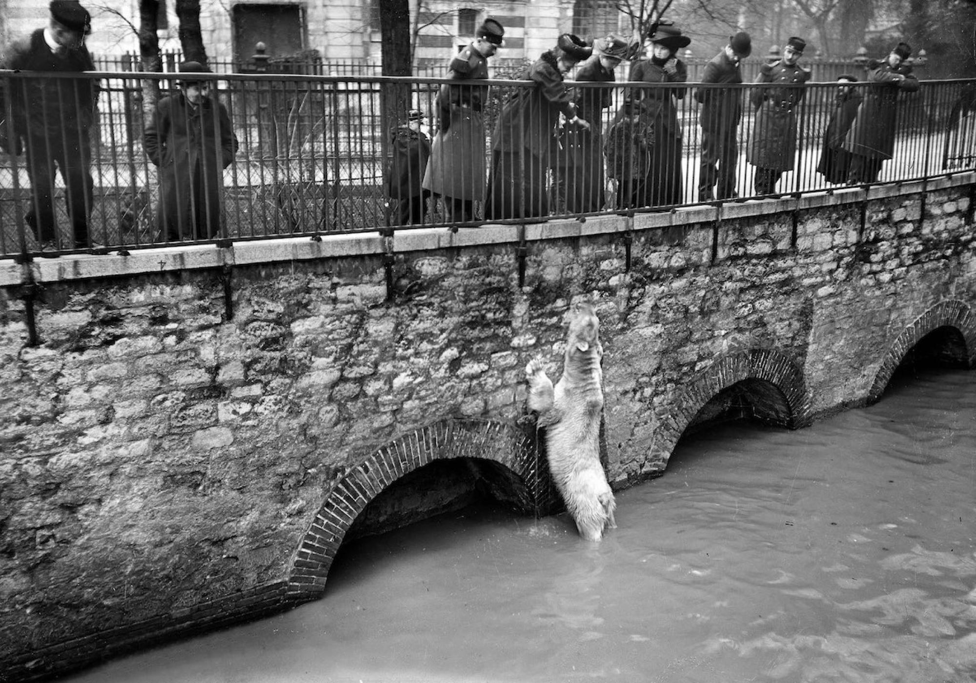 During the Paris flood of January 1910, a polar bear got stuck in his flooded enclosure.