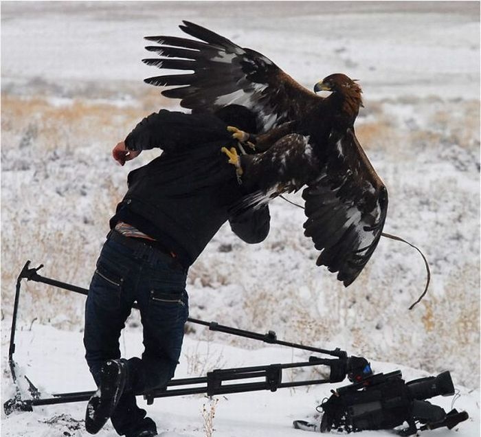 This eagle trainer, whose best friend has gone wrong.