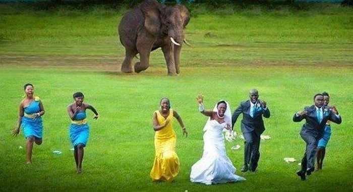 This elephant, who is just lashing out because he wasn't invited to the wedding.