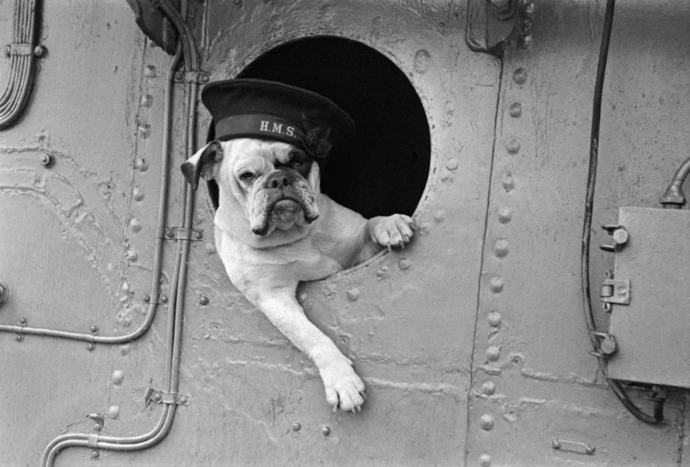 The mascot of the Royal Navy destroyer HMS, Venus the Bulldog, keeps it casual outside of a window in 1941.