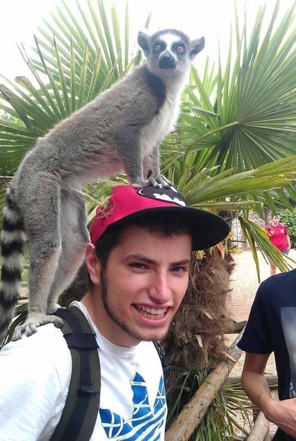 This lemur, who thought his head would be a little more comfortable.