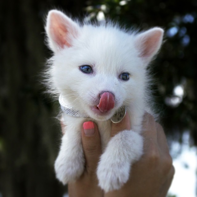 white-fox-cub-rylai-8
