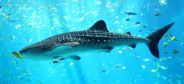 The largest known whale shark was longer than a four-story house. It was just over 40 feet long and weighed over 47,000 pounds.
