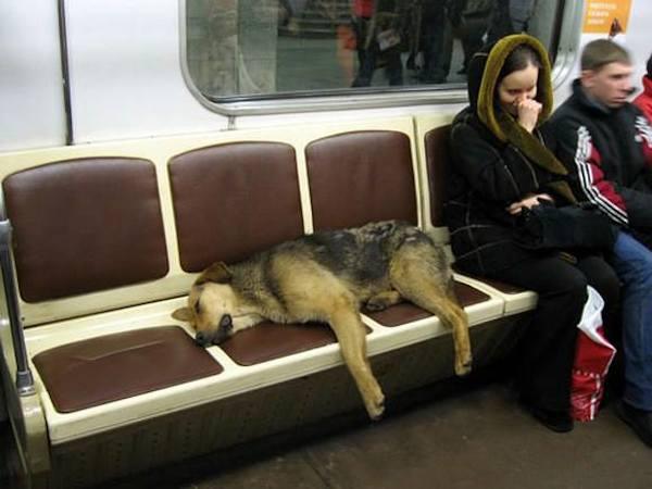 This elite group of dogs use the trains to get from the outskirts of the city, to downtown where there is more food readily availabe.