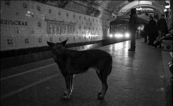 The subways have not always been so welcoming of the stray dogs in Moscow, but over the years, people have come to welcome the dogs in their new home. </p><br /><br />
<p>(Source)