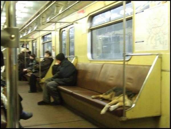 The dogs actually choose the front and back cars of each subway train because they are typically the least busy.