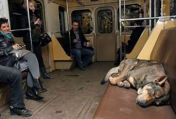 The dogs have also become accustomed to all of the passengers on the trains, knowing which passengers are welcoming, and which ones do not want to pay any attention to them.