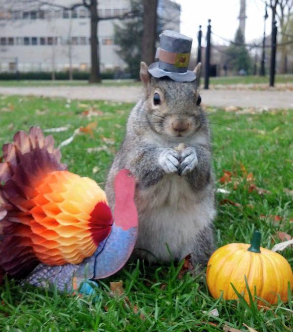 1401762 639385142770785 874012033 o College student befriends a squirrel on campus and pimps out its wardrobe (26 Photos)