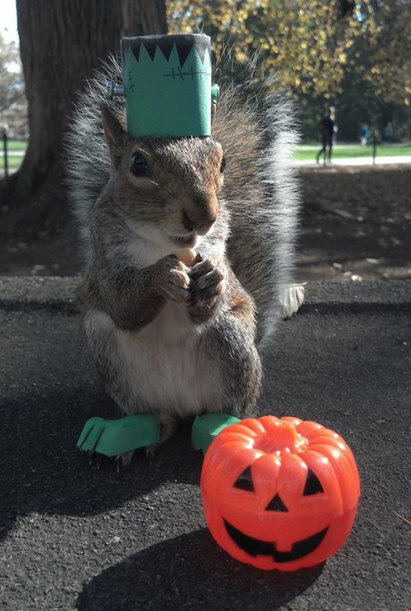 1450780 626615847381048 89522784 n College student befriends a squirrel on campus and pimps out its wardrobe (26 Photos)