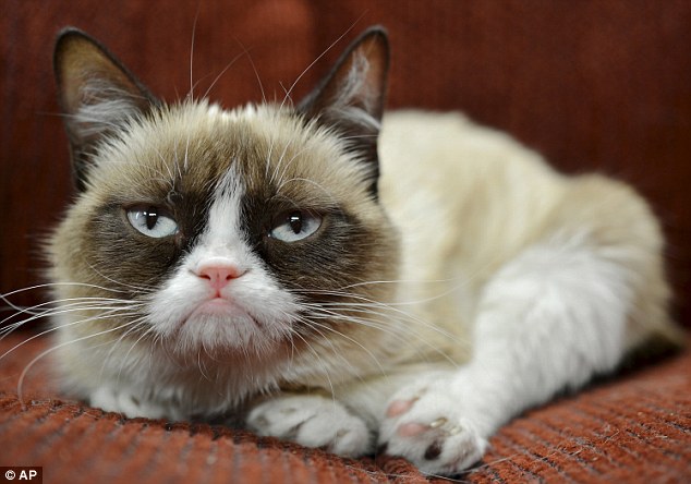'Grumpy Cat' (pictured) has inspired countless memes, a best-selling series of books and a movie
