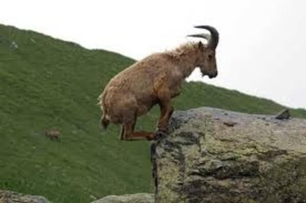 mountain goats climb 10