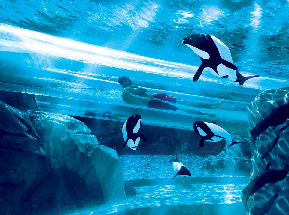 Dolphin Plunge in SeaWorld's Aquatica in Orlando, Florida, includes side-by-side tubes that zoom through the pool of a pod of dolphins