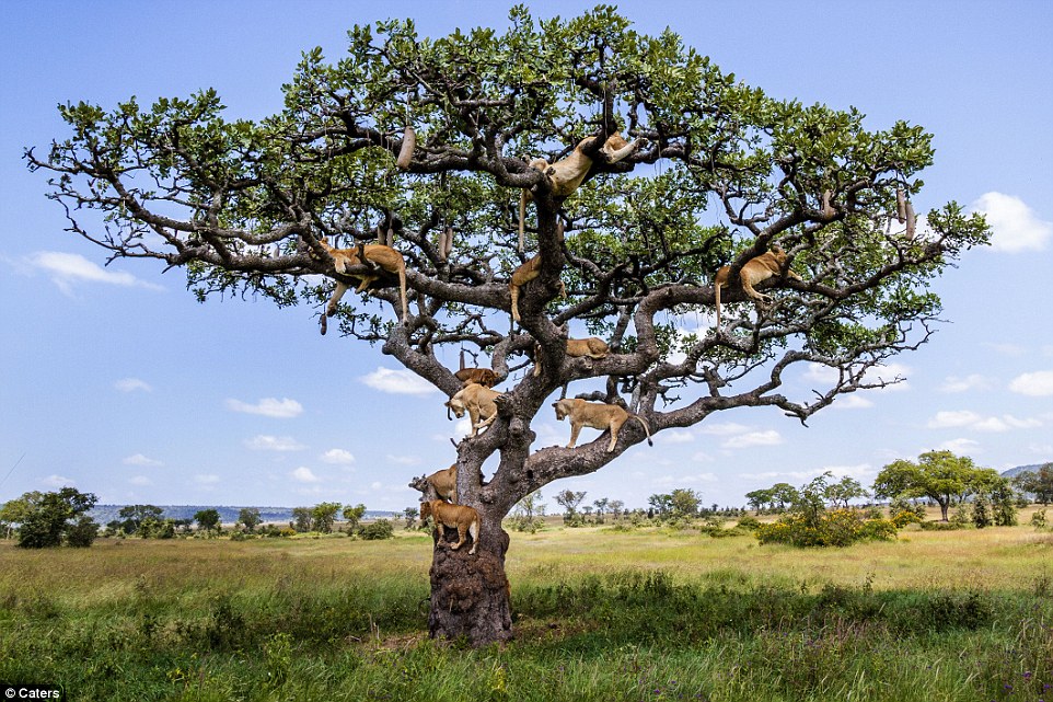 The bizarre moment an entire pride of lions decided to take a kip - 15 feet up a tree. At least 15 of the beasts were caught on camera lounging on the branches of a sturdy tree in Central Serengeti, Tanzania