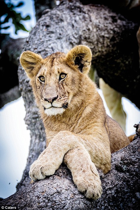 This lioness looks relaxed up the tree