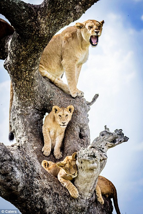 Whatever space is free on the busy tree seems to be comfortable enough for these lions