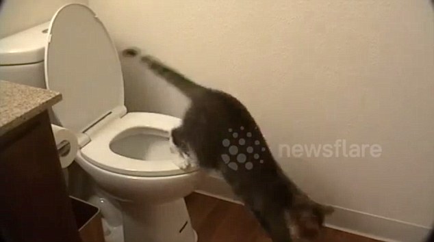 Gun shy: She then lets out a few more meows before she gets cold feet, sniffs the toilet seat one last time and jumps down