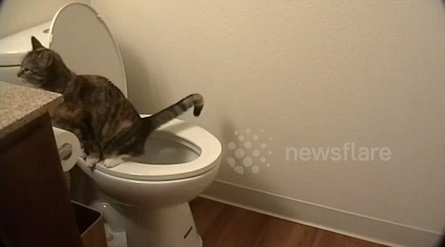 Relief: This is the bizarre moment that a man caught his cat nonchalantly using the toilet in his bathroom