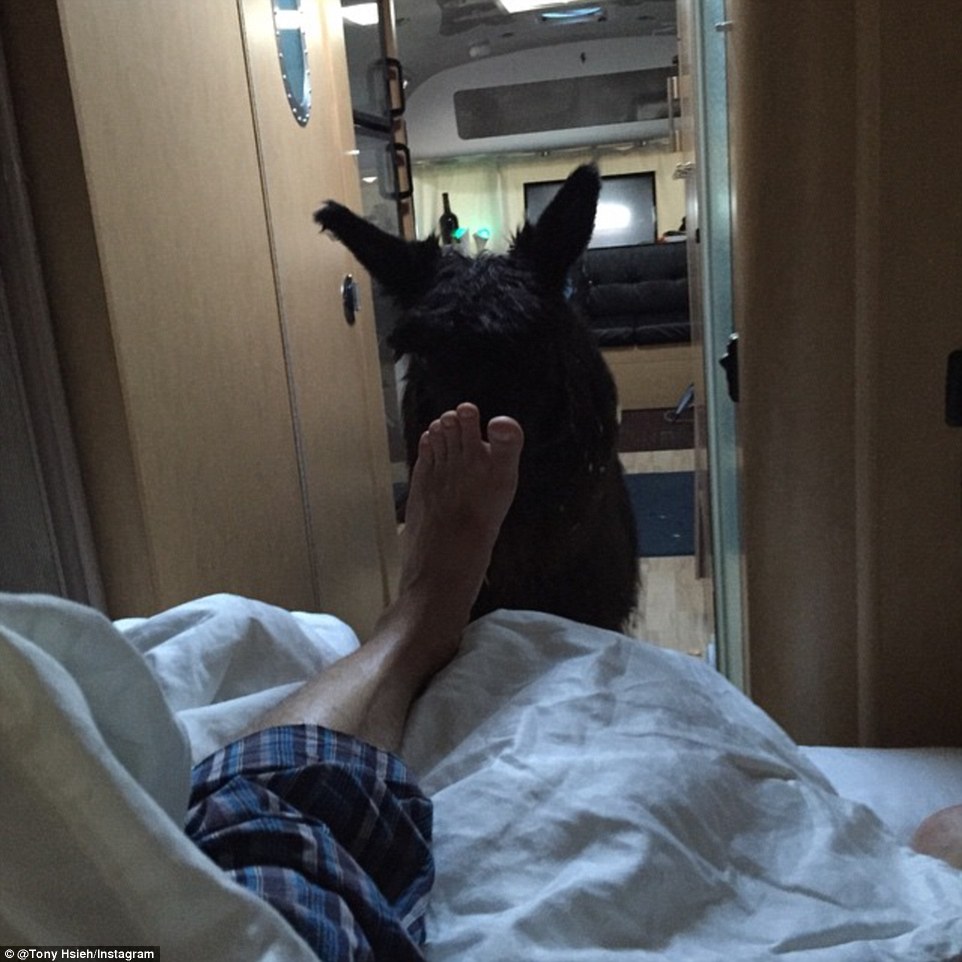 Hsieh's trailer park is called 'Llamapolis' and he shares his trailer with his pet alpaca Marley, seen here sitting on his bed