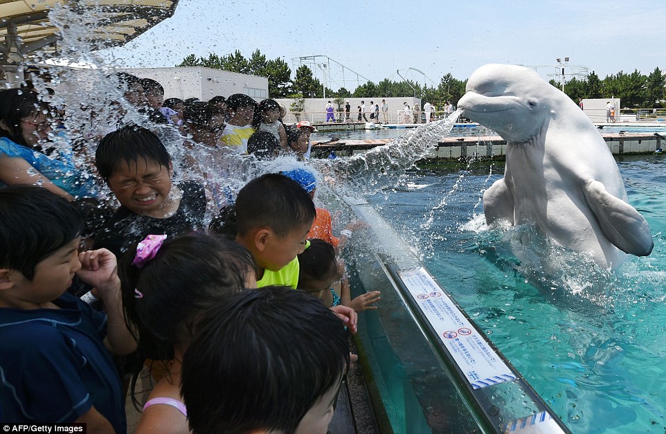 The beluga whale sprays water at visitors at the Hakkeijima Sea Paradise aquarium in Yokohama, Tokyo, earlier today