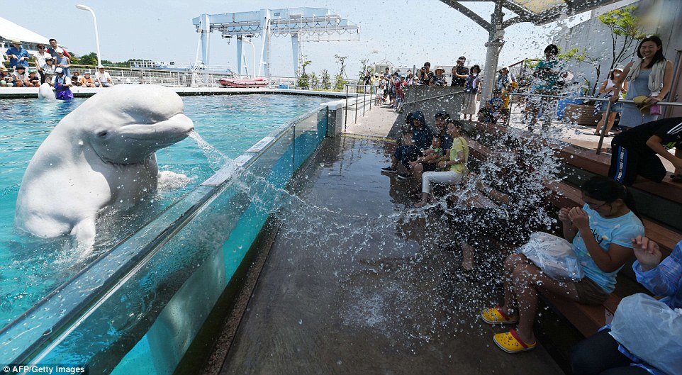 The beluga whale is a star attraction at the Hakkeijima Sea Paradise aquarium in Yokohama, which is located just south of Tokyo