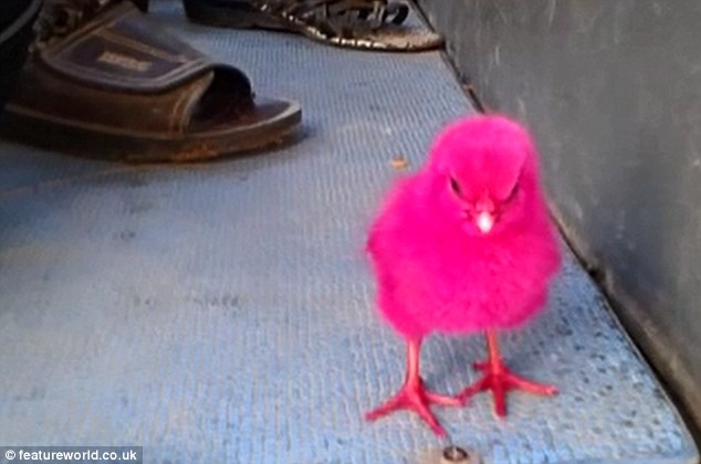 Cruelty: This  bright pink chick was being sold from a truck as a child's toy on the Thai island of Koh Lanta
