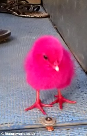 Manhandled: A child picked up the pink chick, put it in a plastic back and threw it onto the truck with the others