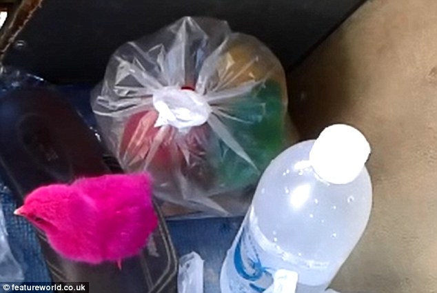 Sweltering: What appears to be three chicks - dyed red, green and yellow - are seen inside a sealed plastic bag