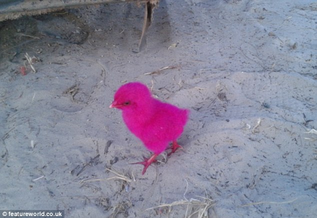 Child's toy: This pink chick was found hopping around near a truck on the Thai island of Koh Lanta by a tourist