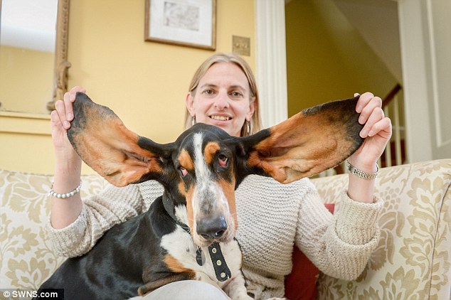 Saved by his ears: Suzi Lane with her Basset hound, Remy, who fell from a third-floor window and survived