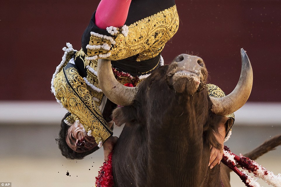 Mistimes sword thrust: The matador is violently hoisted into the air like a rag doll - with the bull's horn buried in his left leg