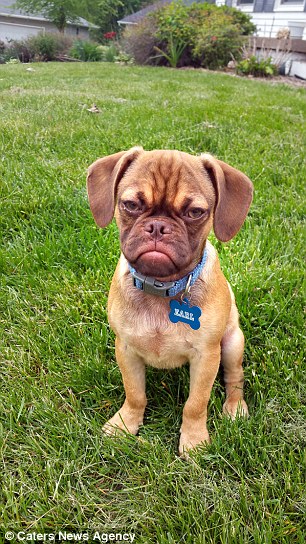 The five-month-old dog has a permanent scowl etched on his face and could become a rival to 'Grumpy Cat'