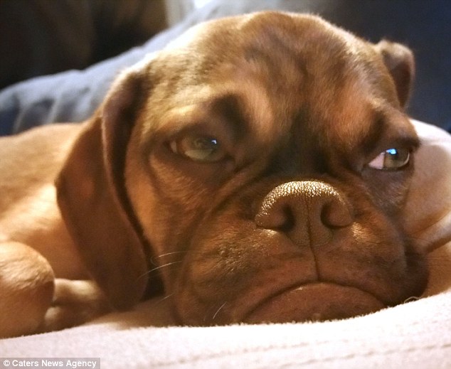 Earl the grumpy dog is a second generation 'puggle' meaning both his parents were also crossbreeds
