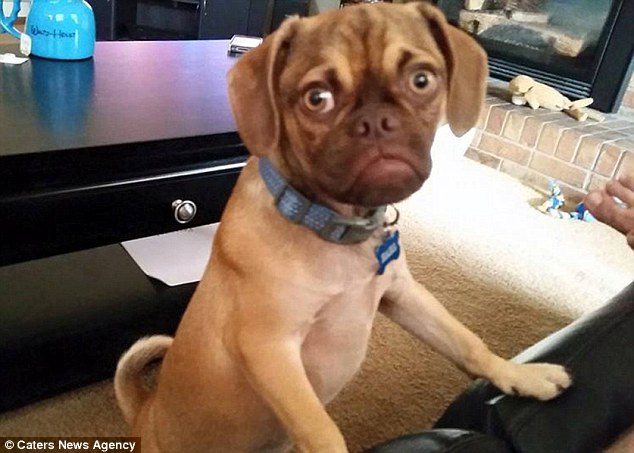Earl, a second generation 'puggle' became an internet sensation when his owners uploaded images online