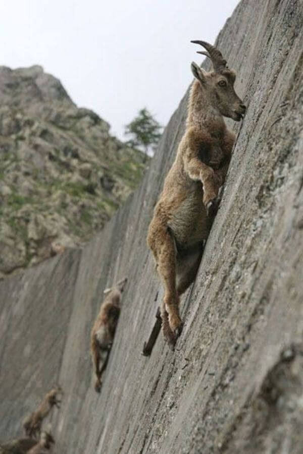 mountain goats climb 1