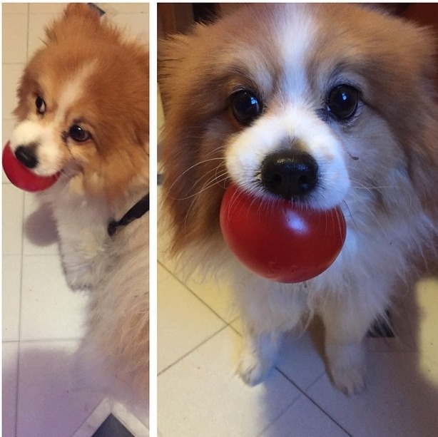 He thought it was a ball, but it's really just a tomato.