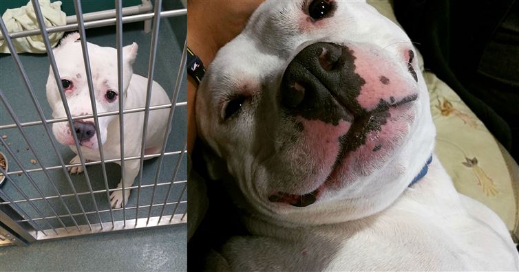 These 16 Dogs Got Out Of The Shelter, And Their Reactions Are Amazing!